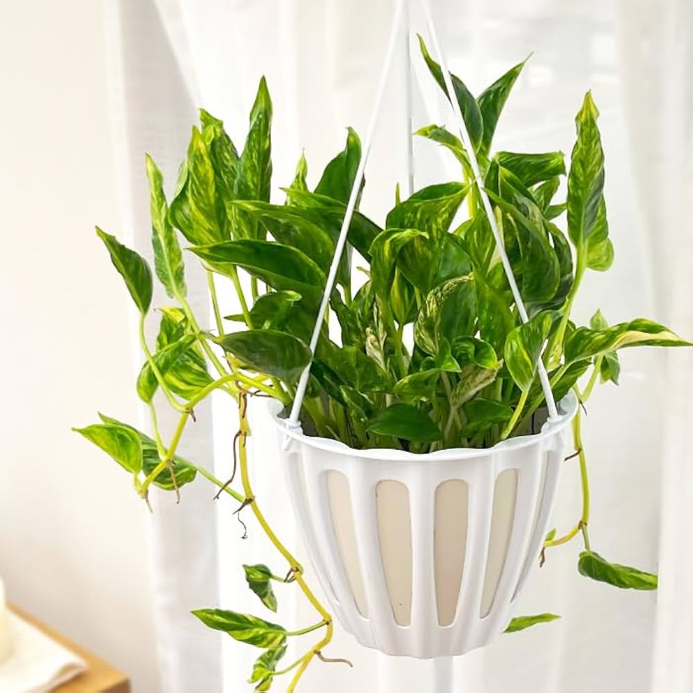 テルノトラサン　5号　最安値【送料無料】 Amazon｜観葉植物 ポトス テルノ No.030 トラサン 5号鉢 吊り鉢 吊り